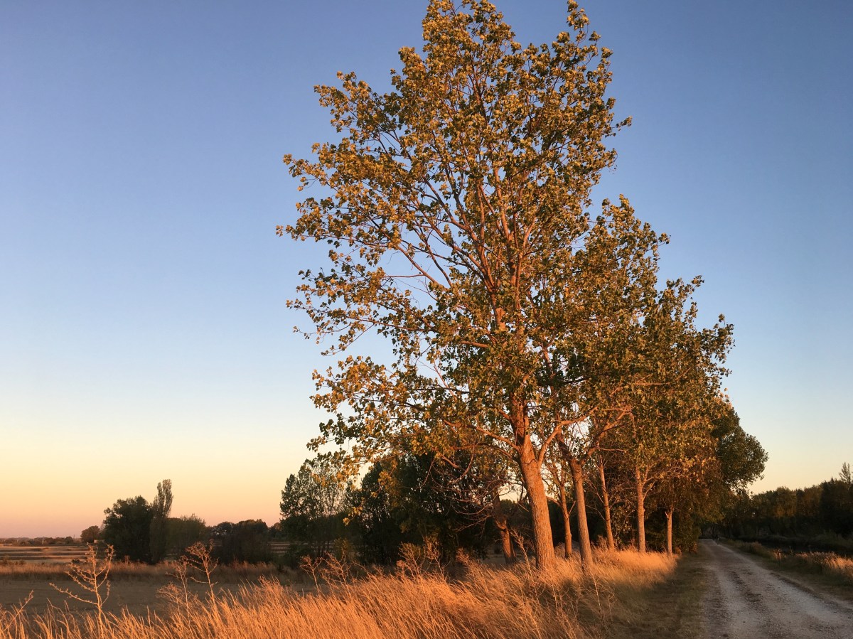 fullsizeoutput_16c8a