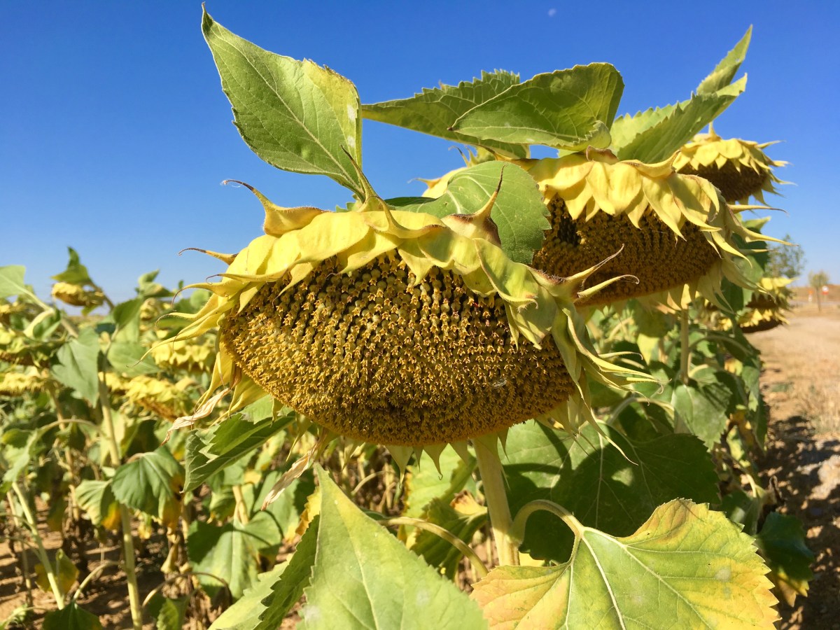 fullsizeoutput_16bb3