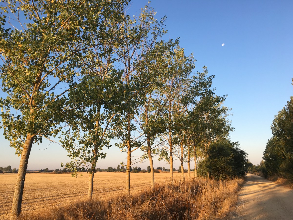 fullsizeoutput_16c0c