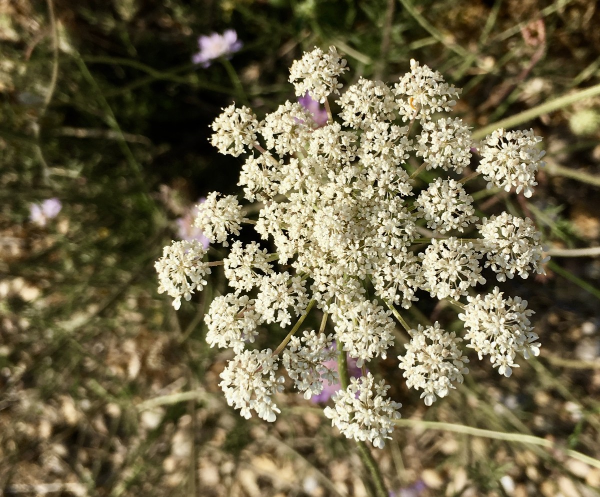 fullsizeoutput_195ce