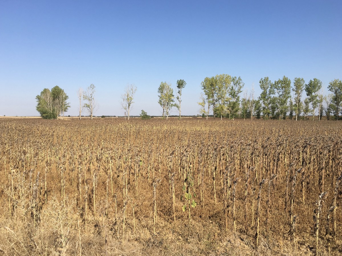 fullsizeoutput_1961e