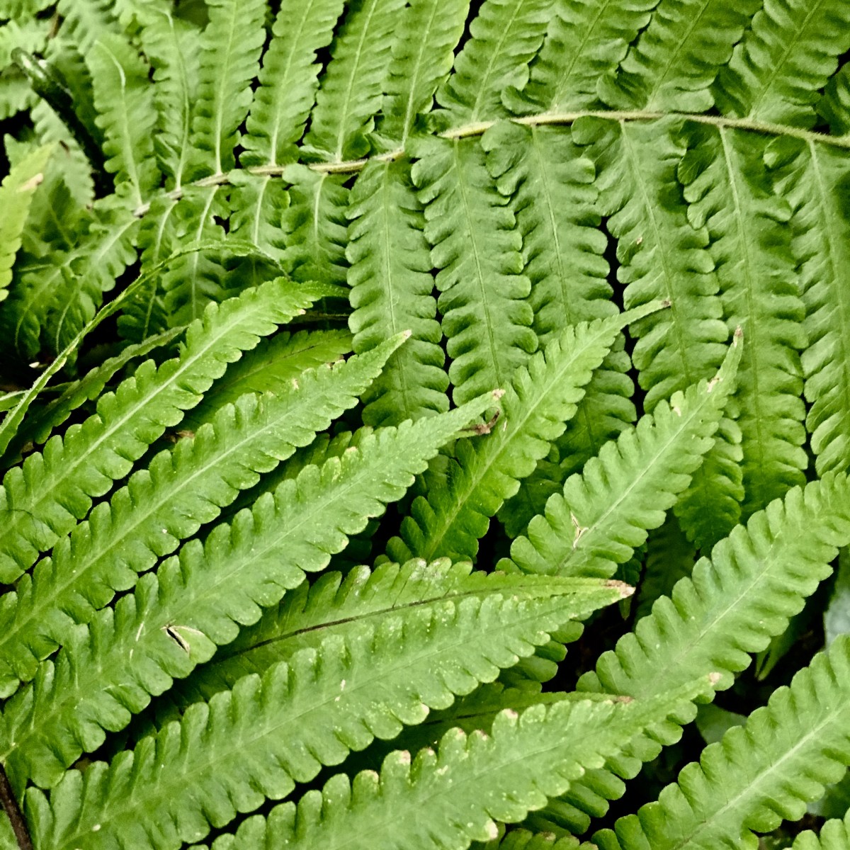 fullsizeoutput_19e8e