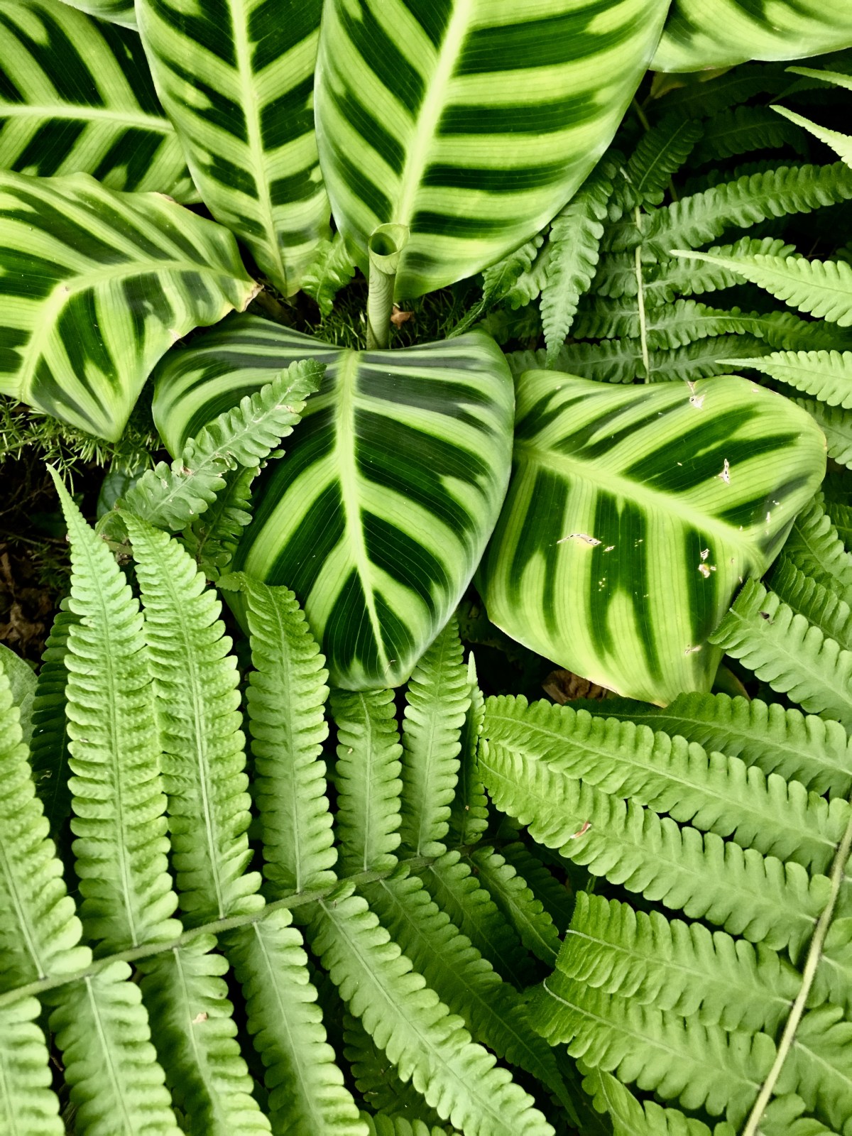 fullsizeoutput_19e97