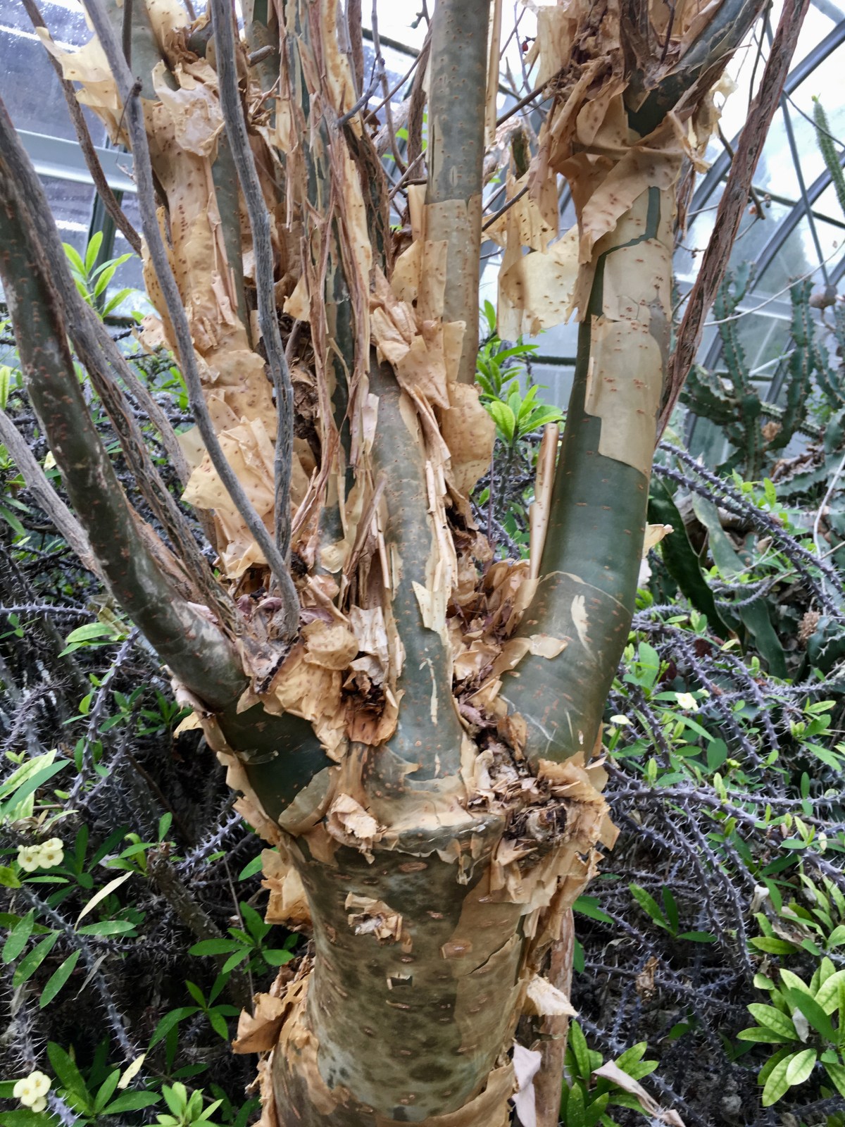 fullsizeoutput_19ec2