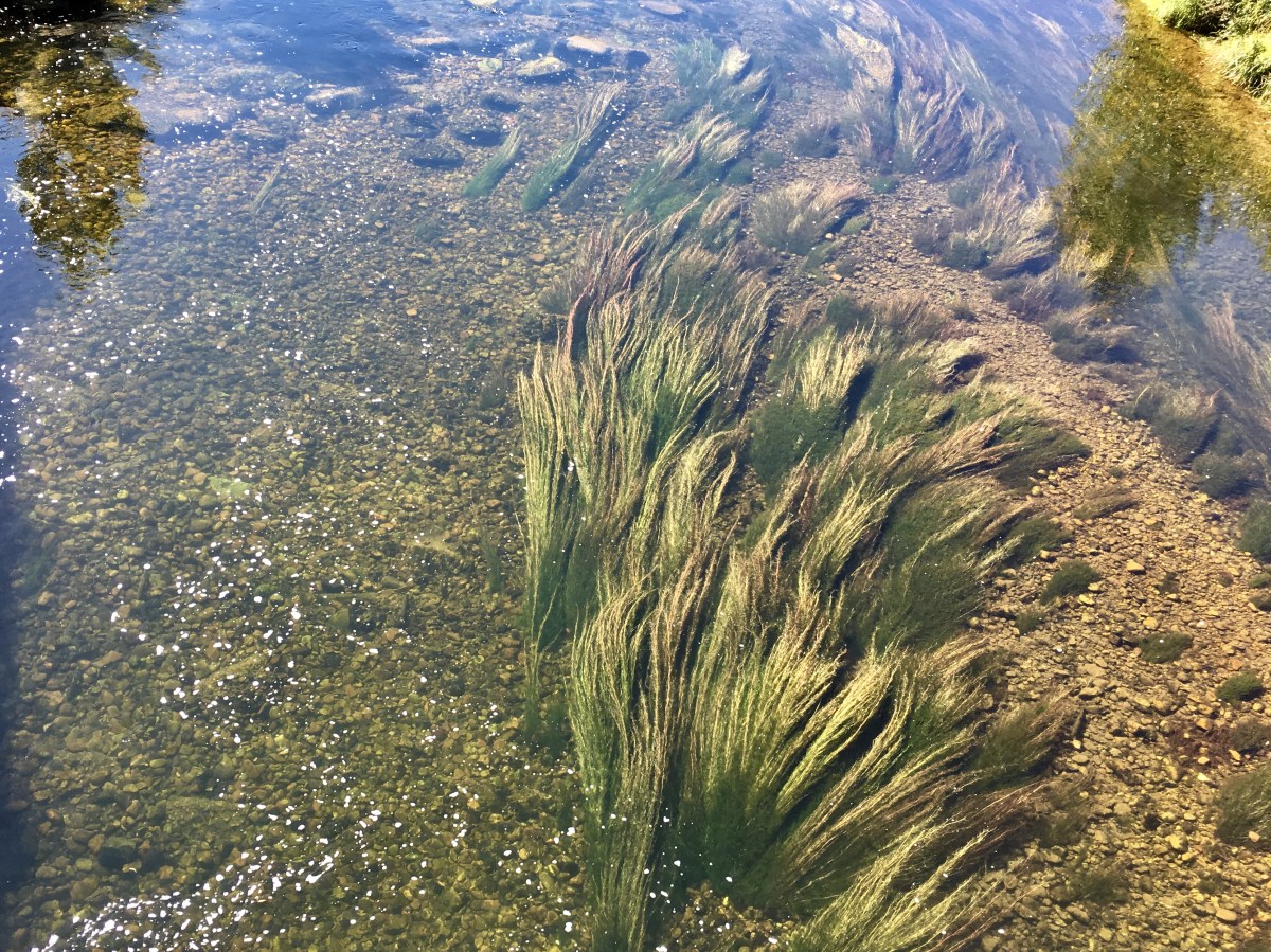 fullsizeoutput_16ade