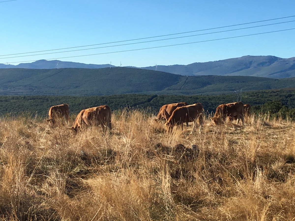 fullsizeoutput_19315