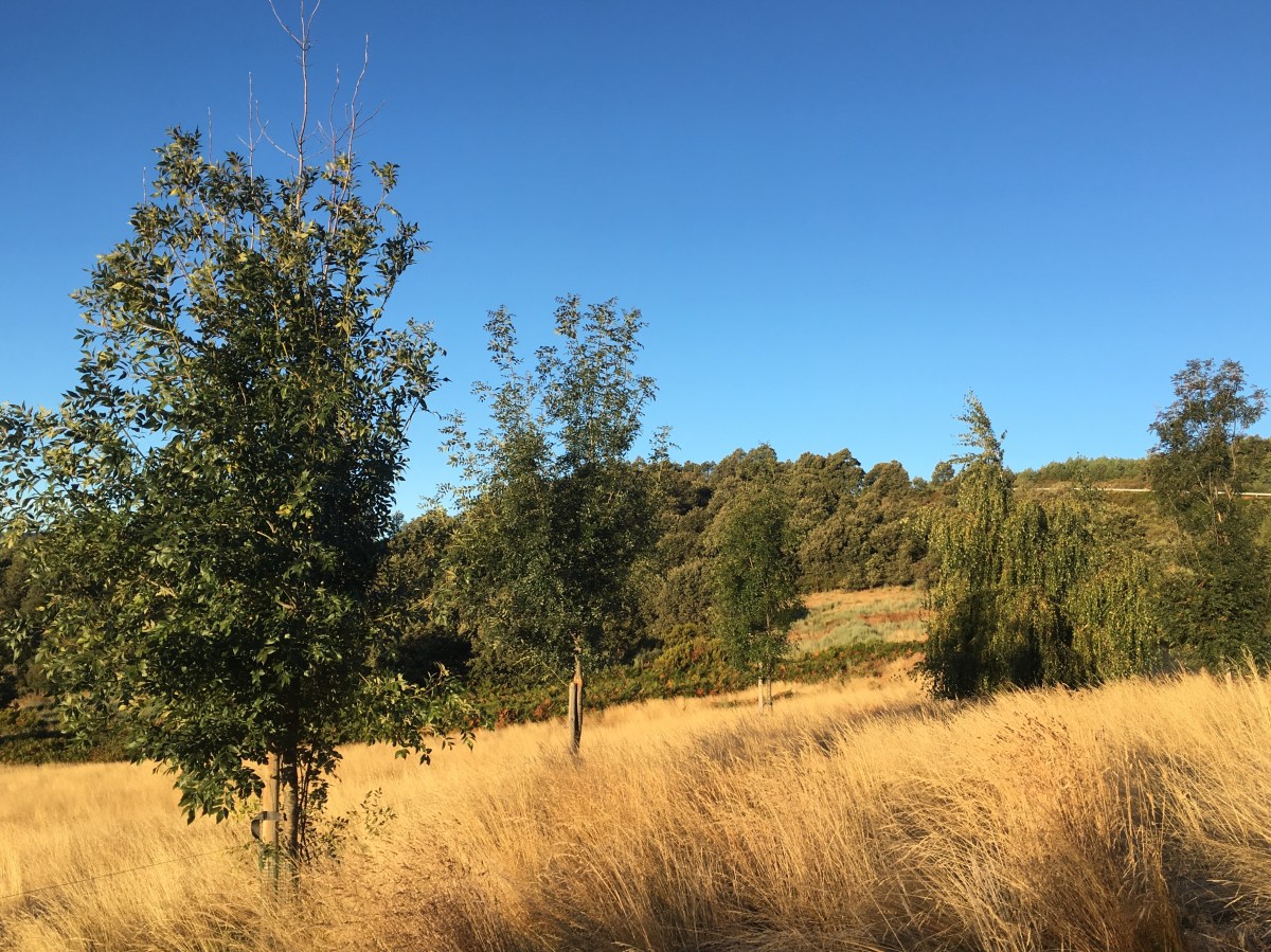 fullsizeoutput_1932f