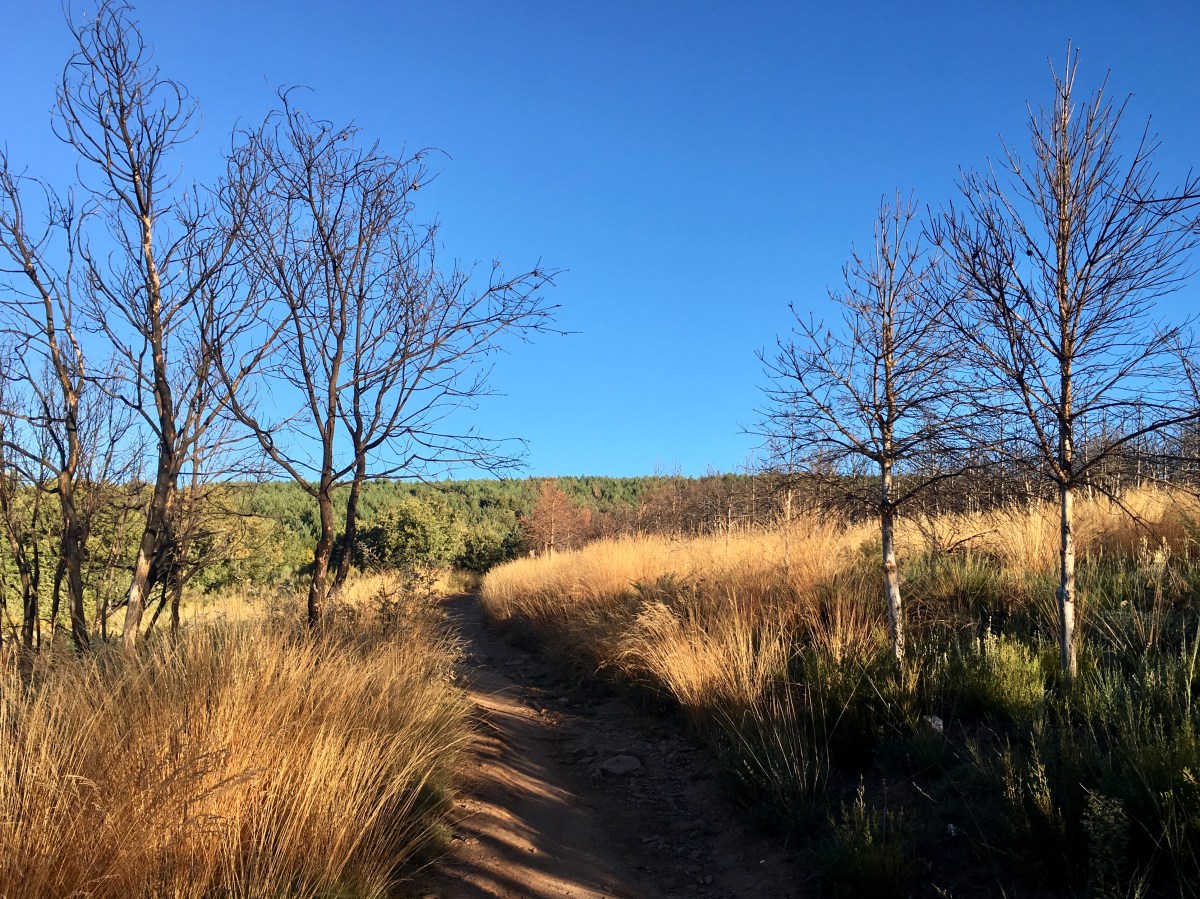 fullsizeoutput_19332