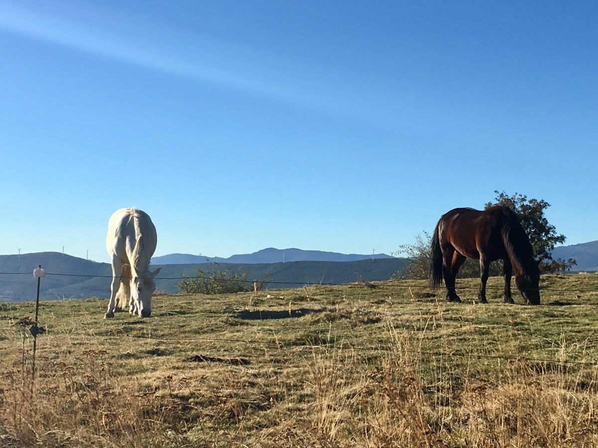 fullsizeoutput_1933a