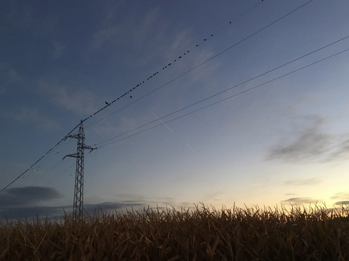 fullsizeoutput_19669