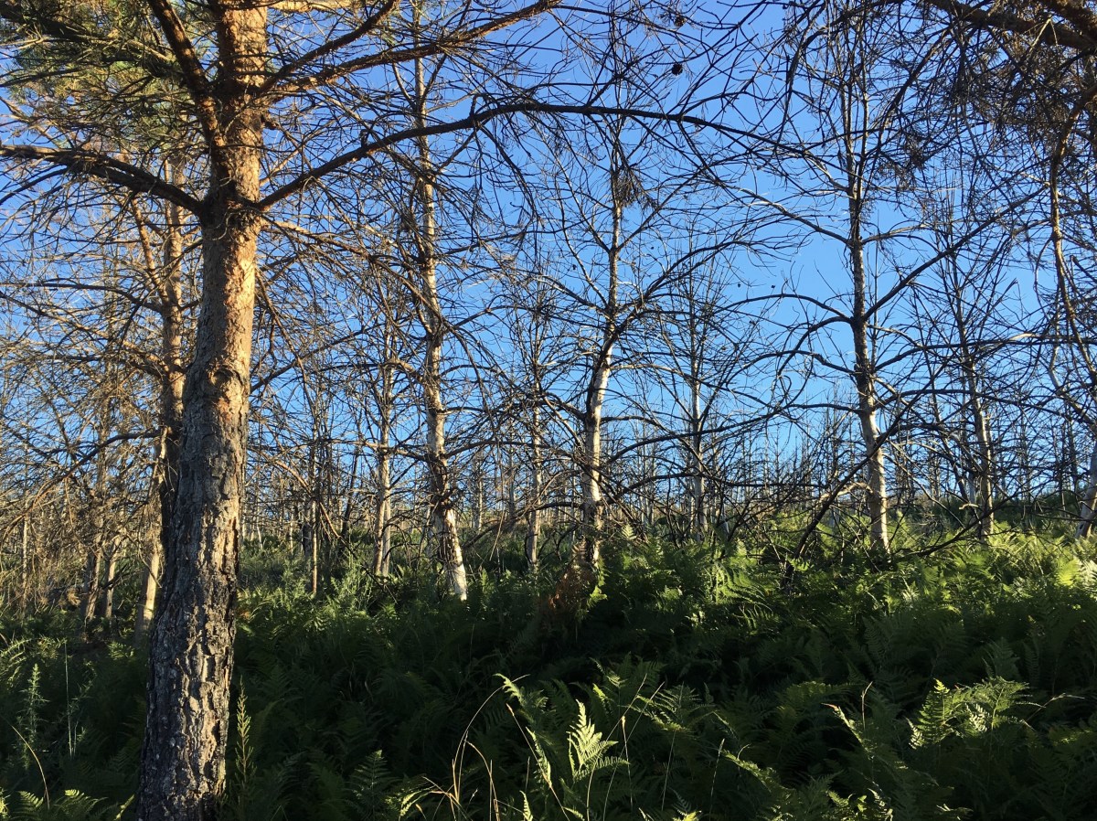 fullsizeoutput_19ab9