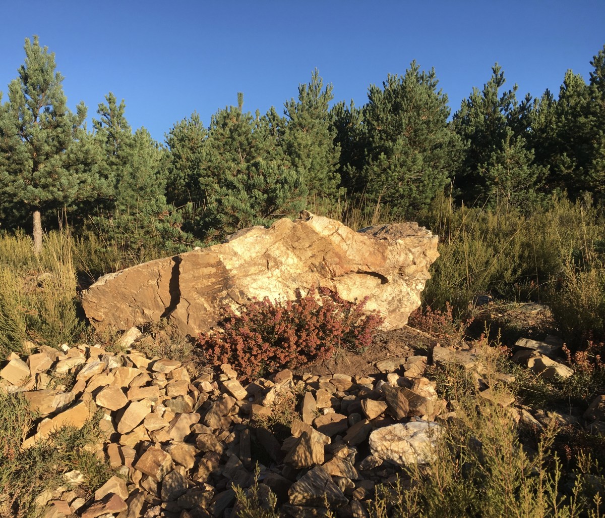 fullsizeoutput_19ac9