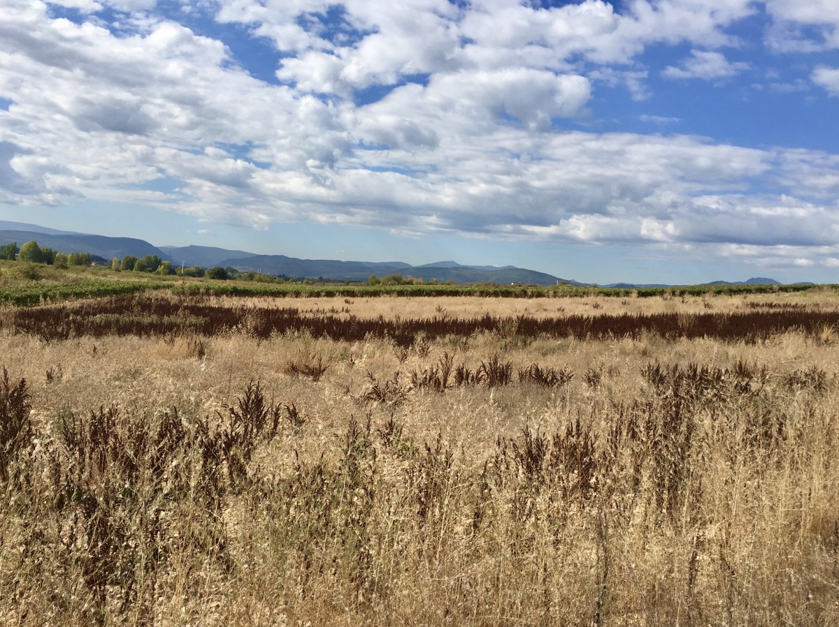 fullsizeoutput_1a205