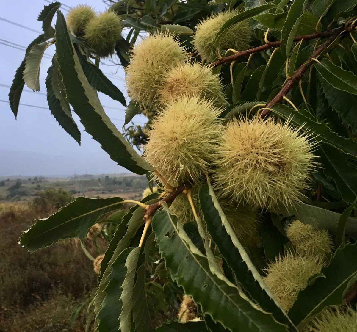 fullsizeoutput_1aa3a