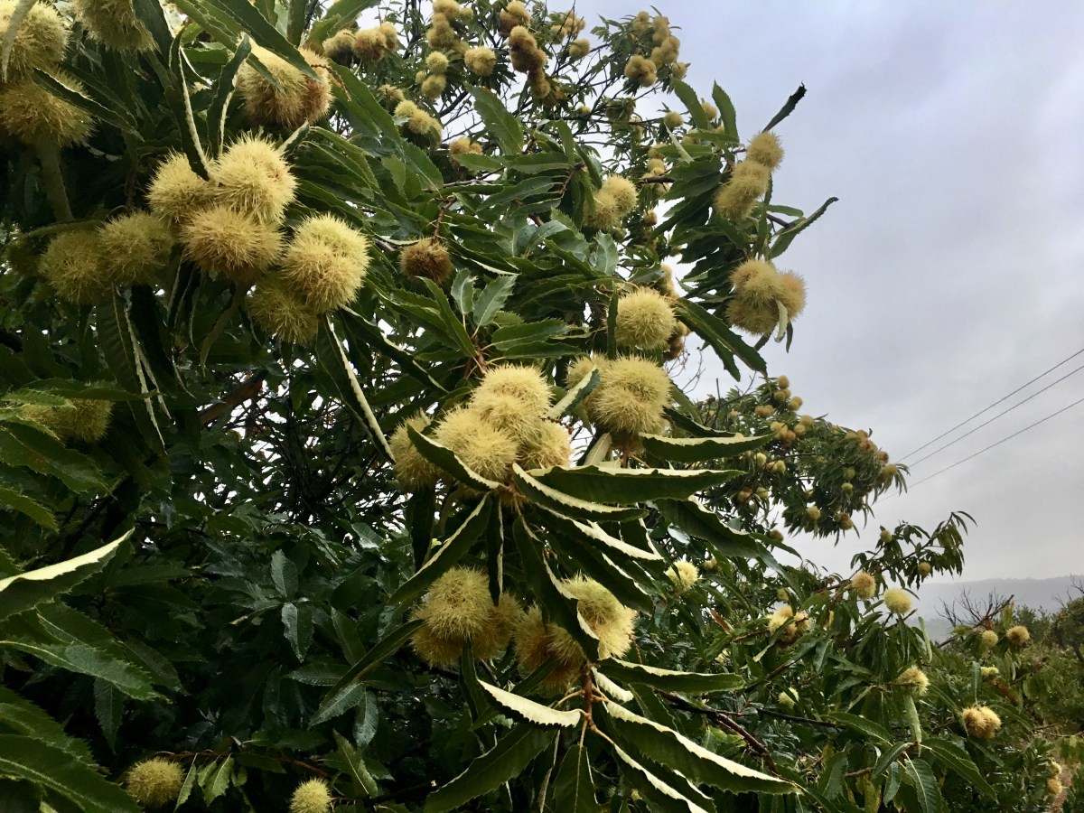 fullsizeoutput_1aa3c