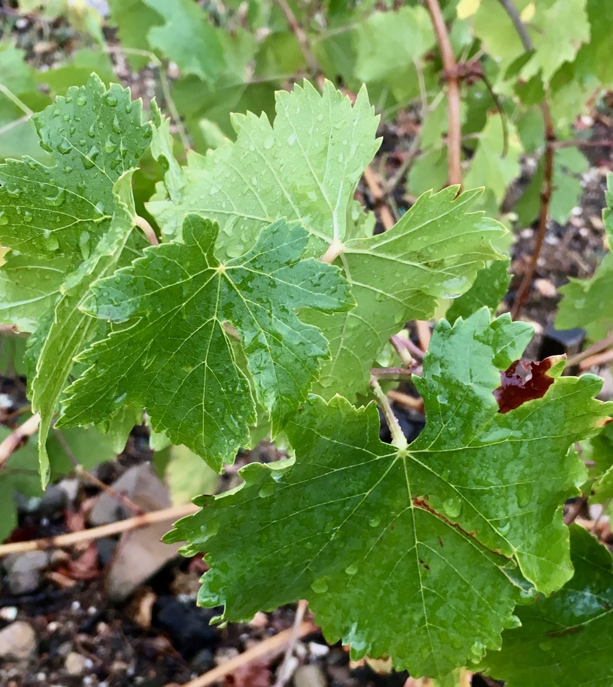 fullsizeoutput_1aa51