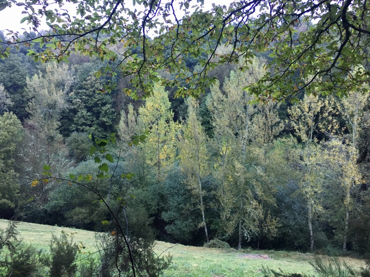 fullsizeoutput_1699f