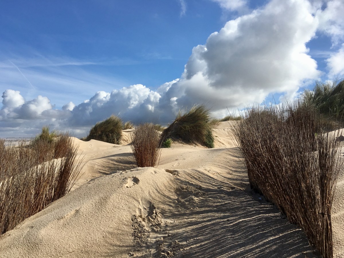 fullsizeoutput_17266