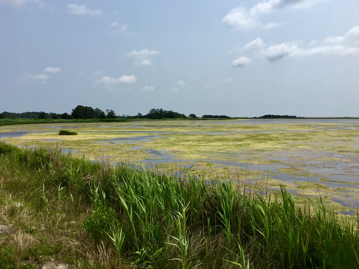 fullsizeoutput_18ca3