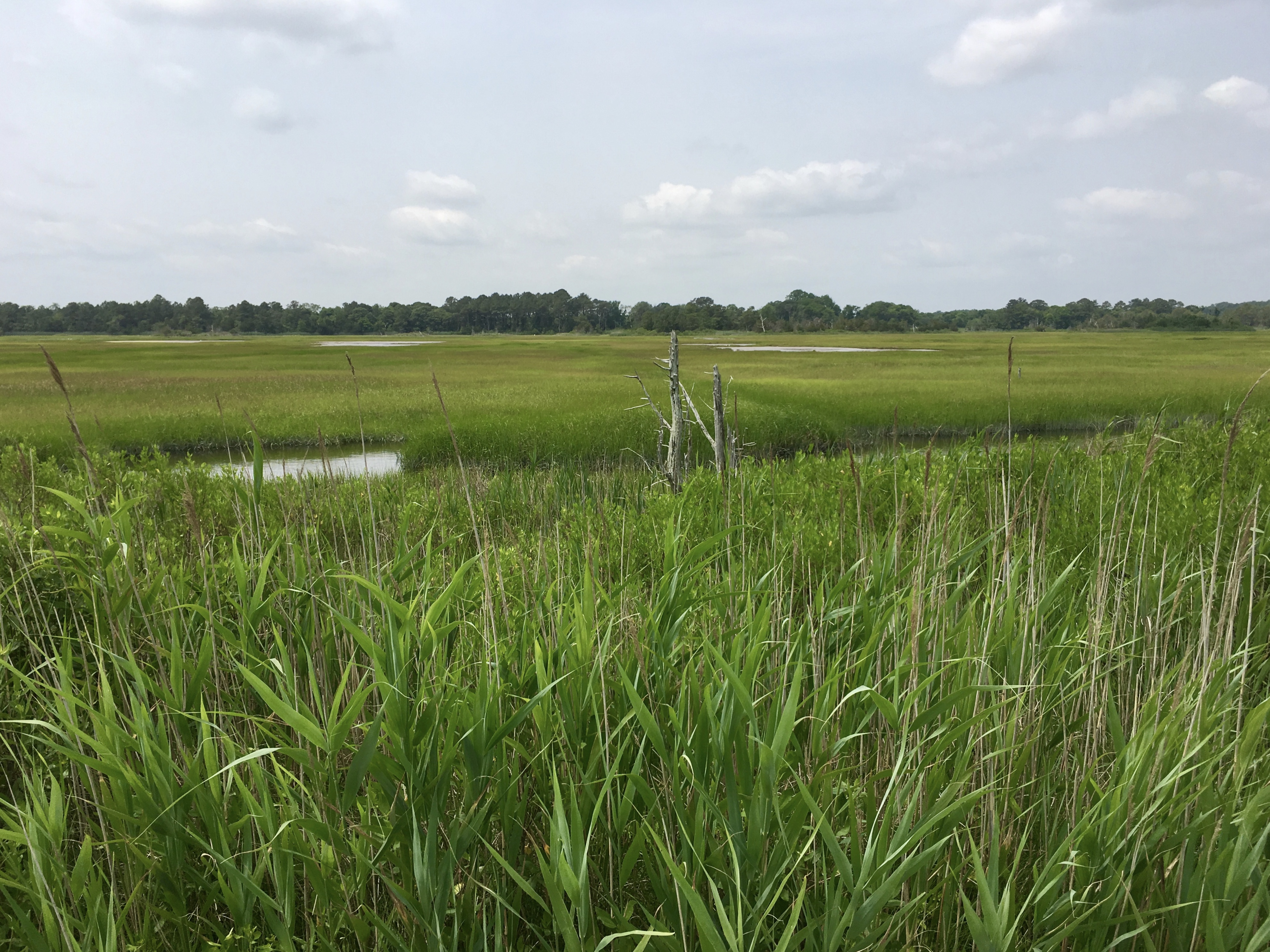 fullsizeoutput_1962f