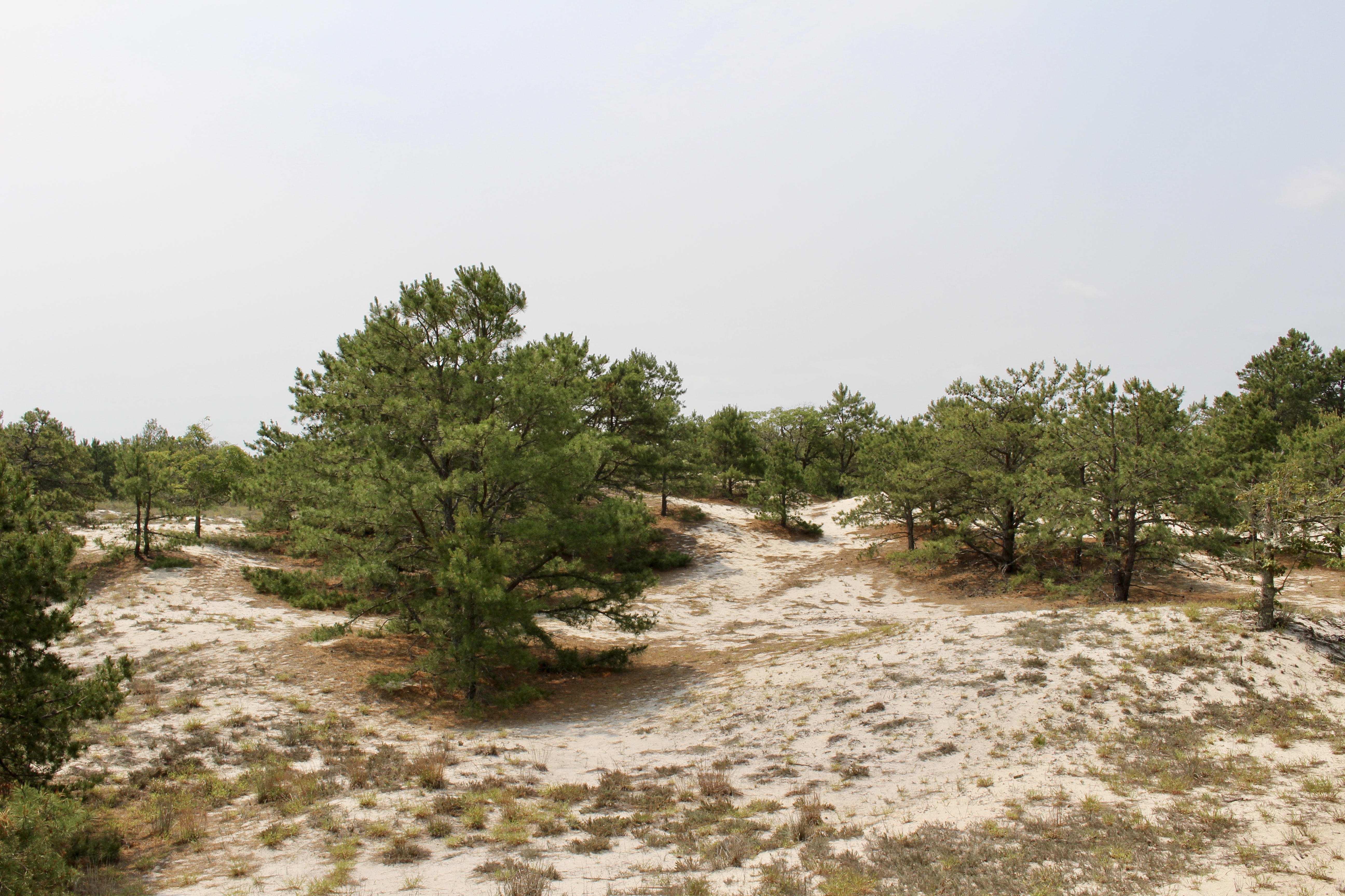 fullsizeoutput_1abd9