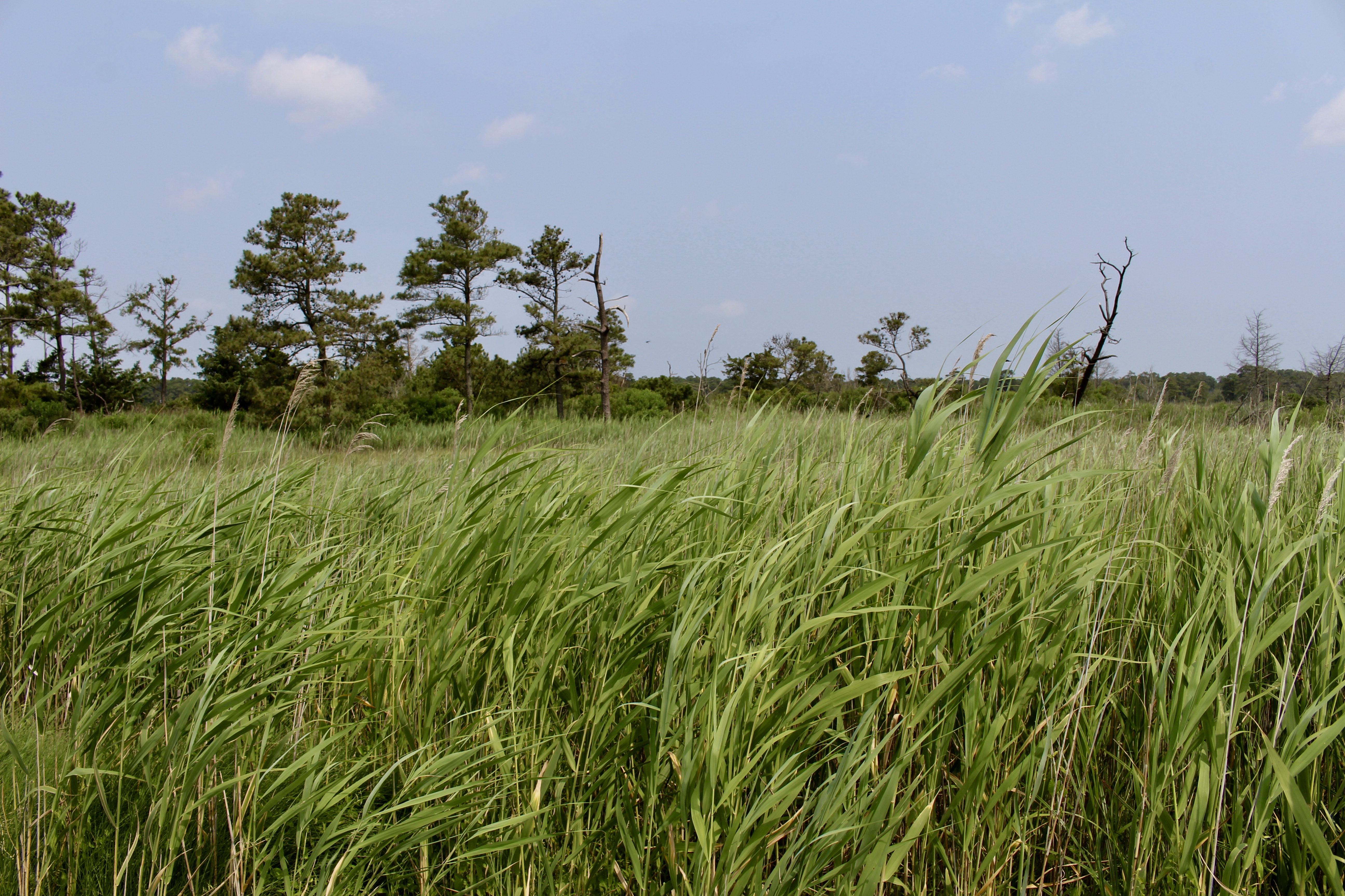 fullsizeoutput_1abf0