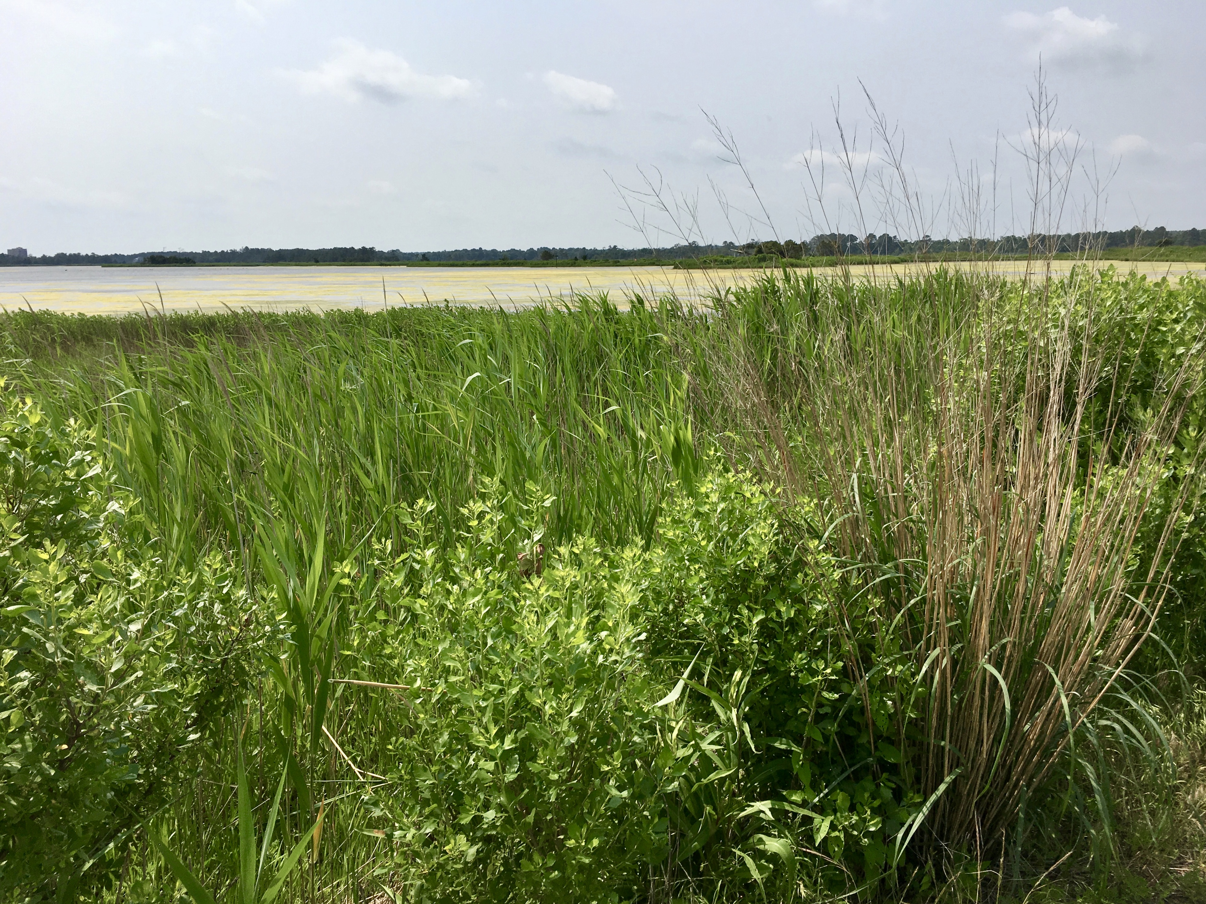 fullsizeoutput_1abf5