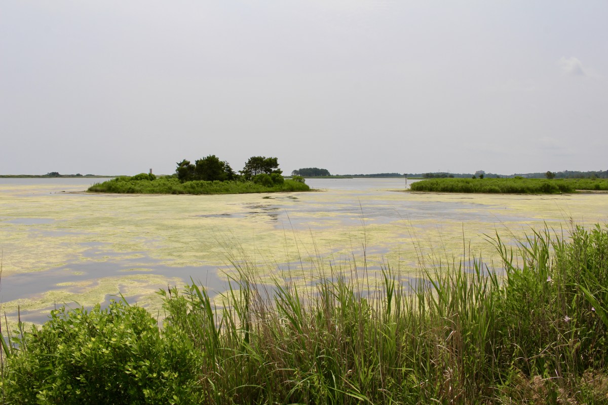 fullsizeoutput_1abf7