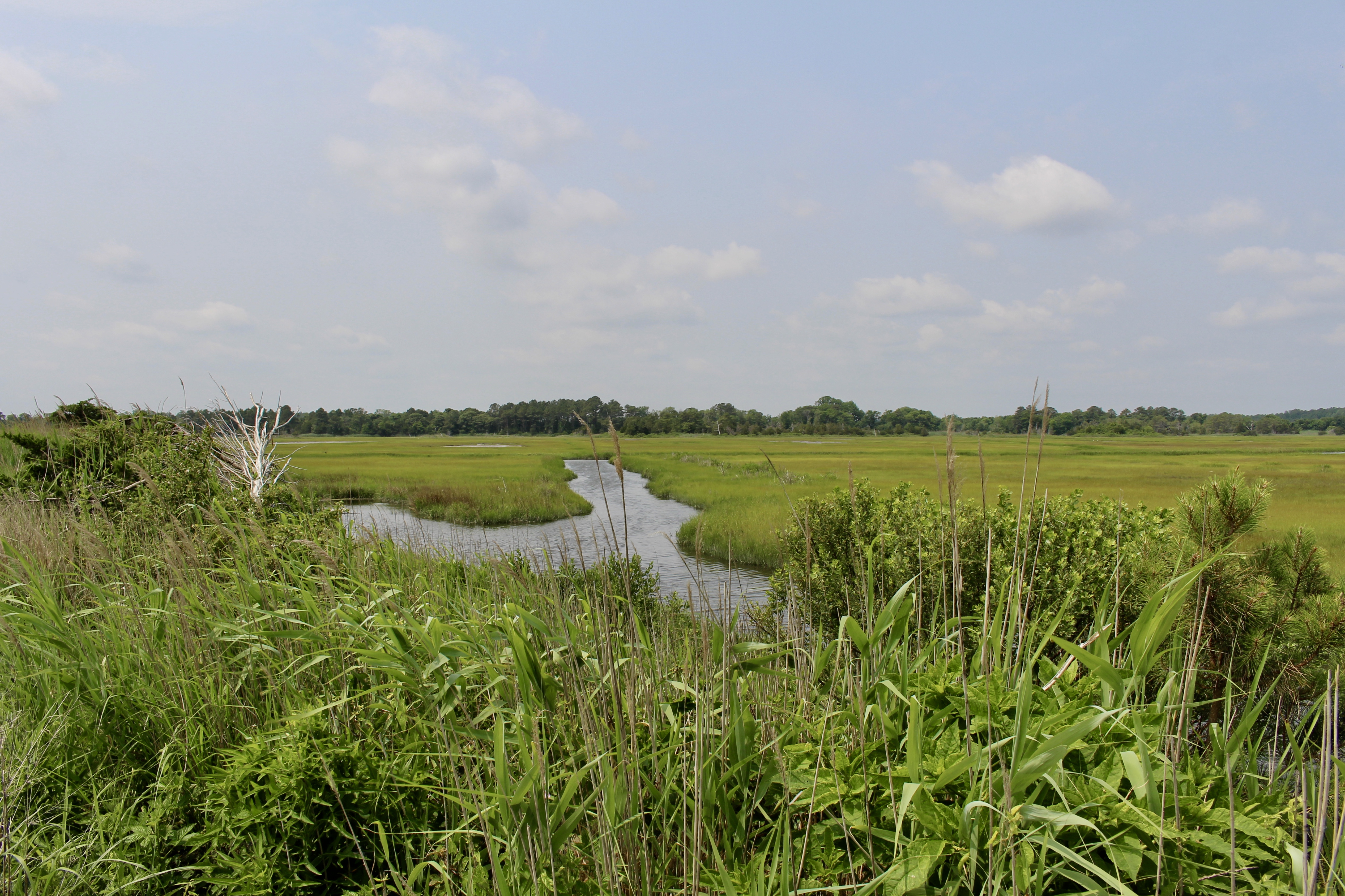 fullsizeoutput_1abfc