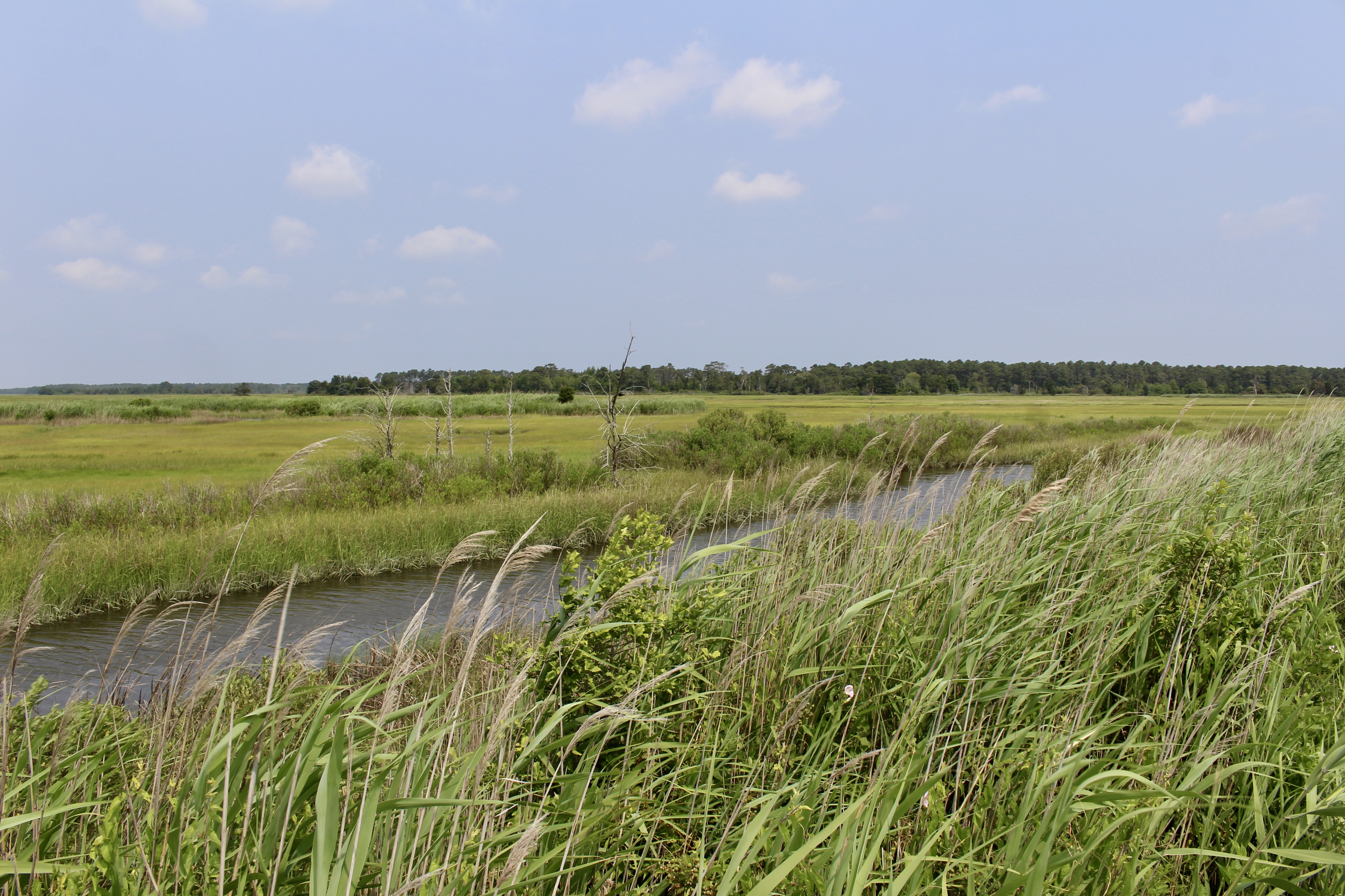 fullsizeoutput_1abfe