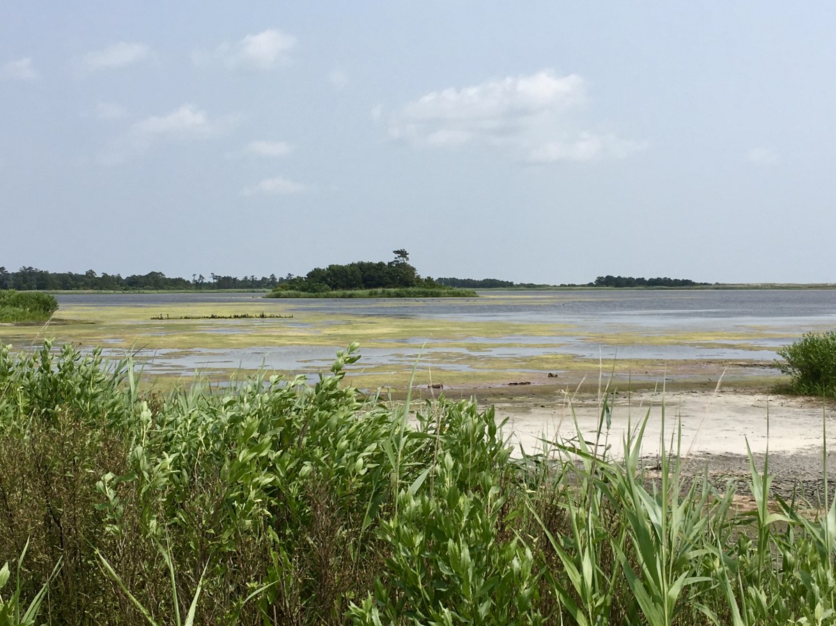 fullsizeoutput_1ac18