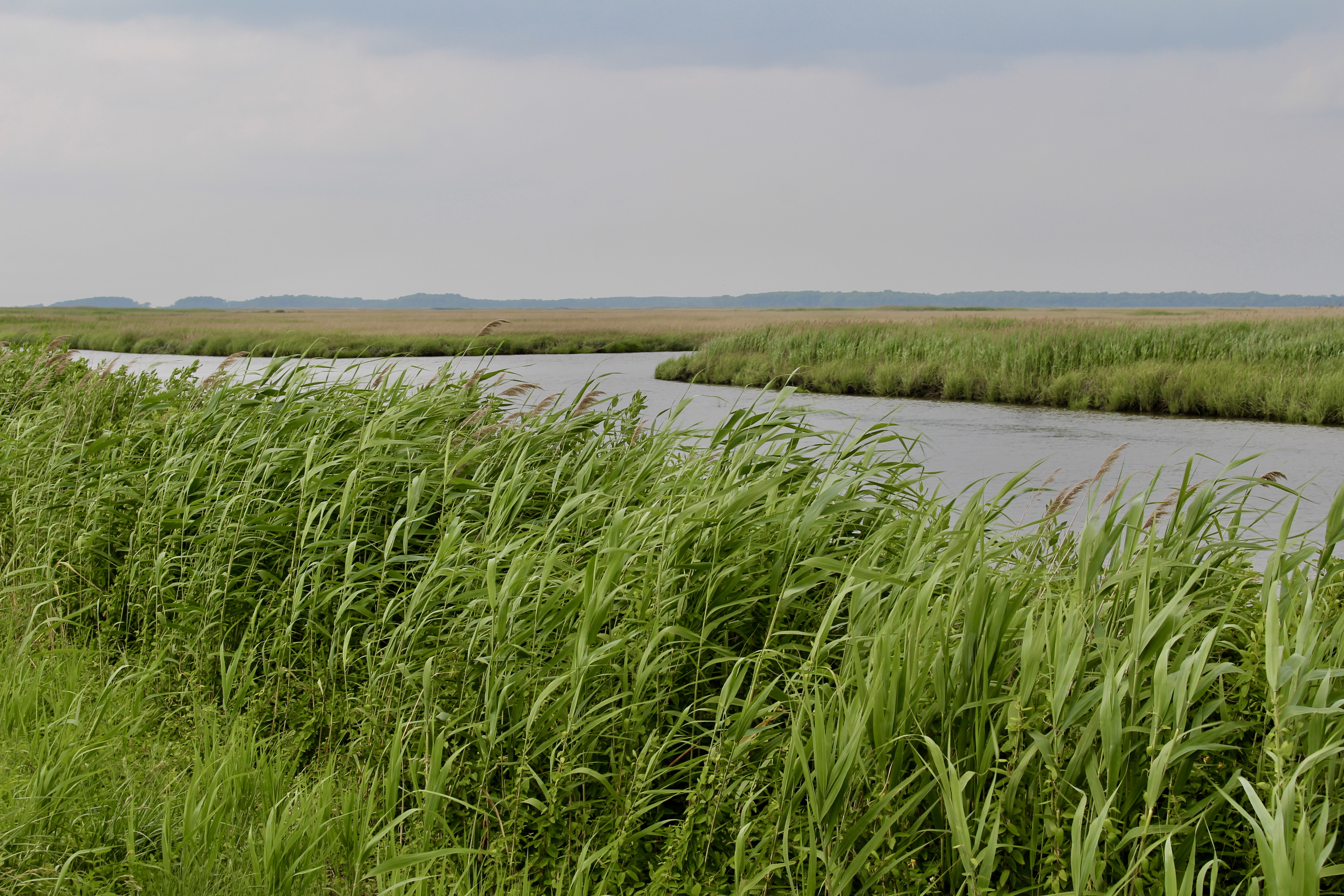 fullsizeoutput_1aca8