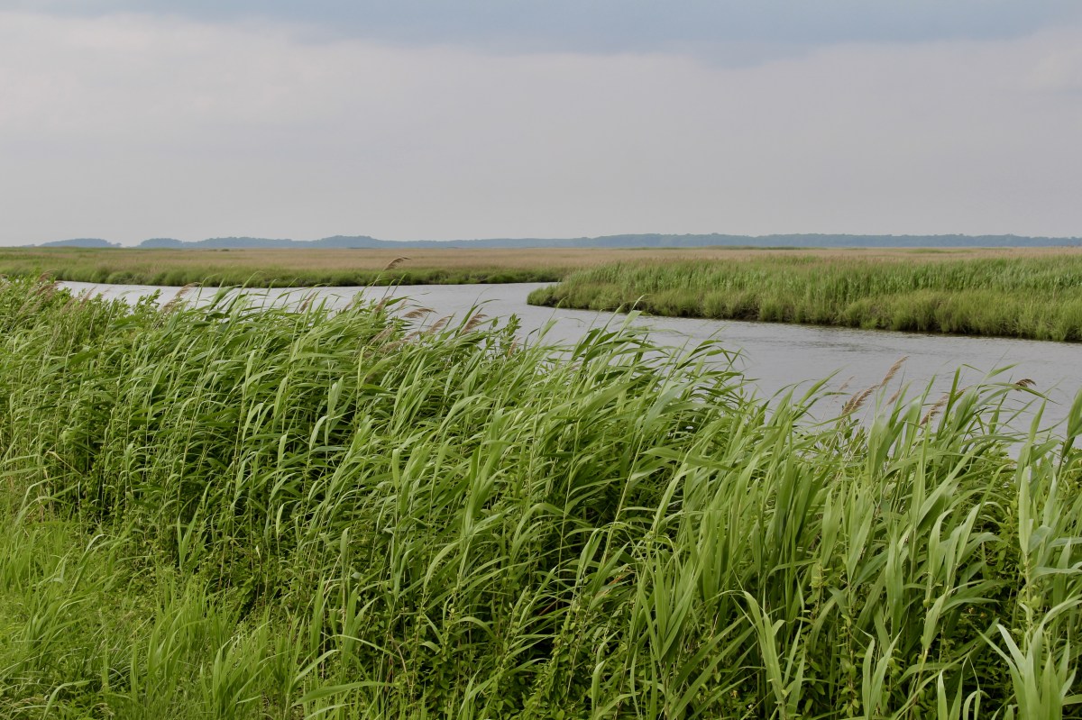 fullsizeoutput_1aca8