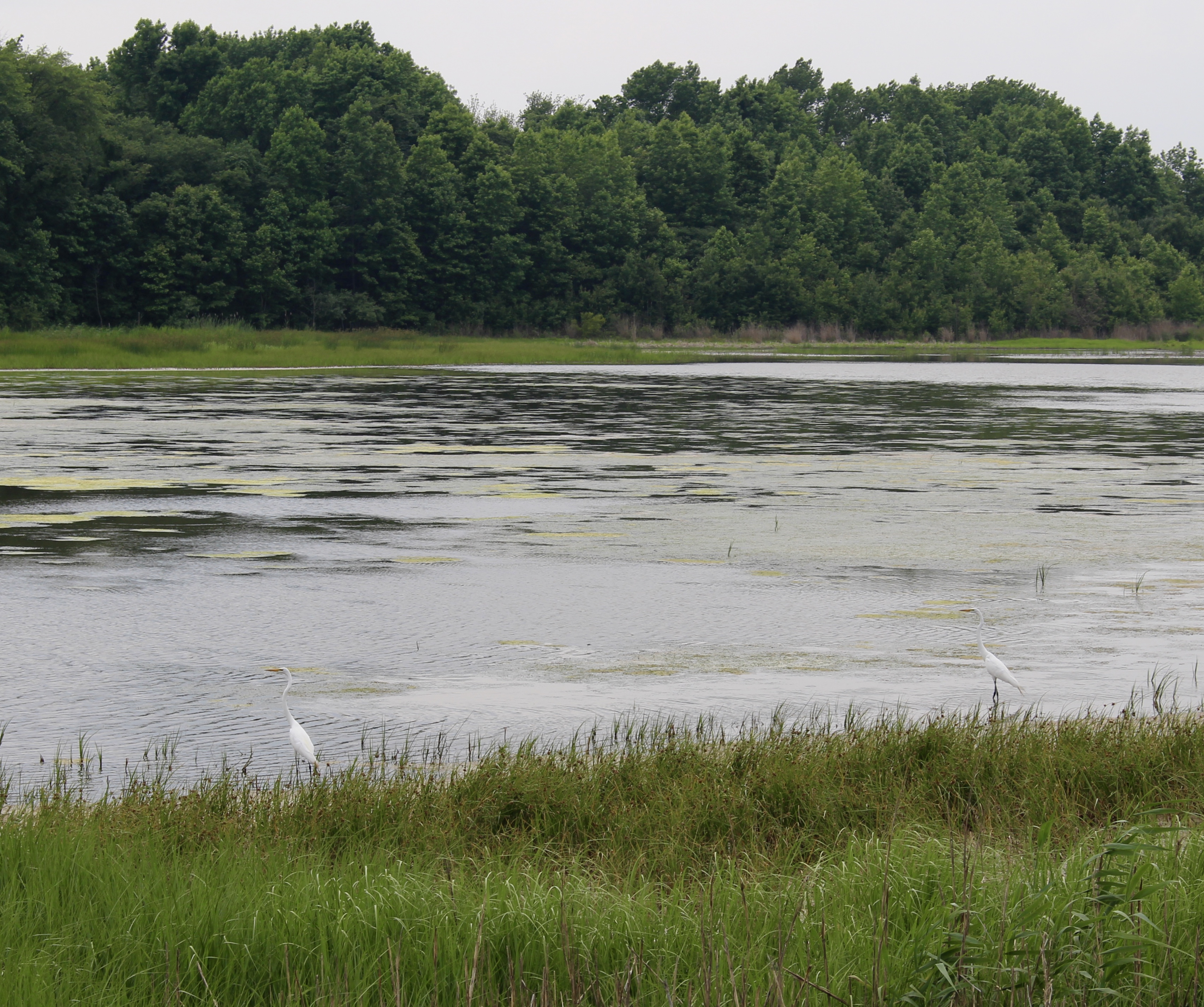 fullsizeoutput_1acae