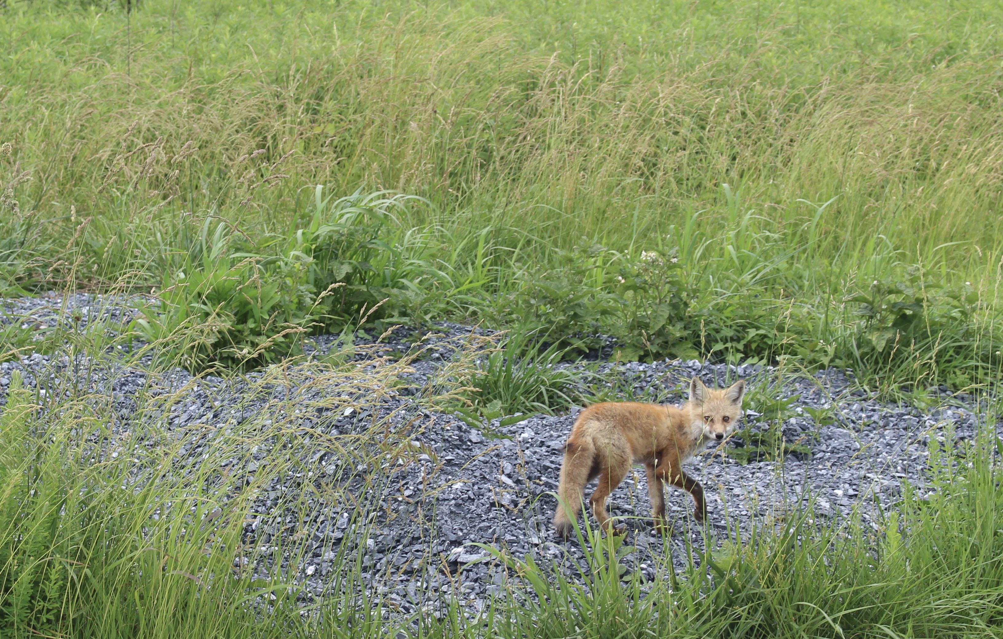 fullsizeoutput_1acd0