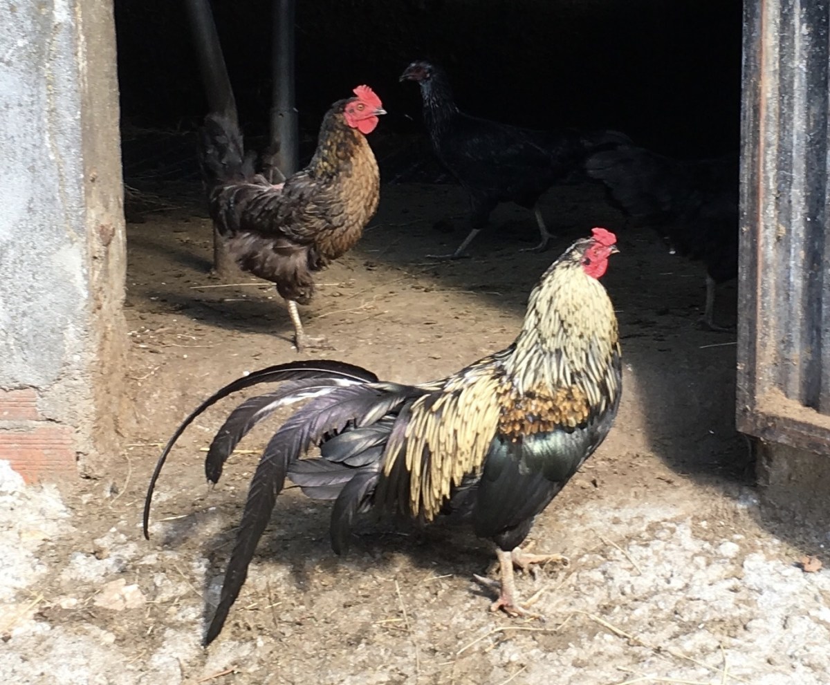 fullsizeoutput_1b0ca