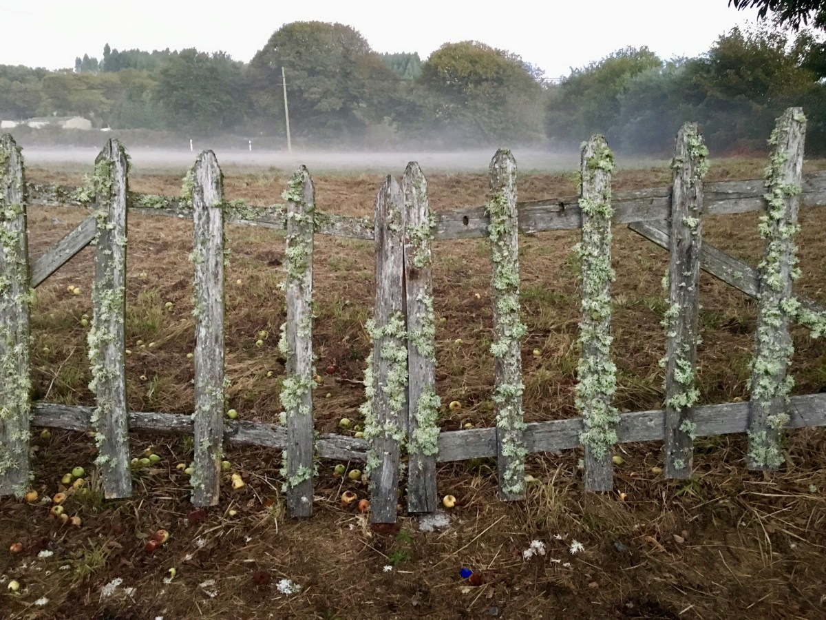 fullsizeoutput_1b219