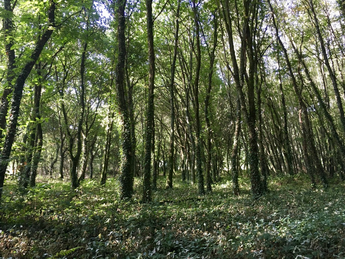 fullsizeoutput_1b248