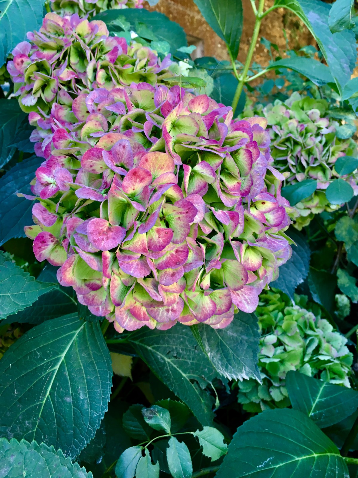 fullsizeoutput_191ad