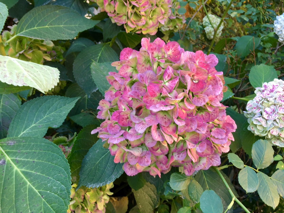 fullsizeoutput_191af