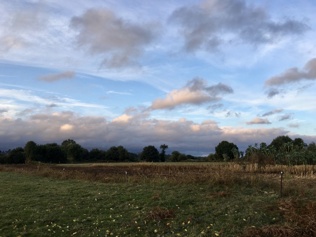 fullsizeoutput_1b374