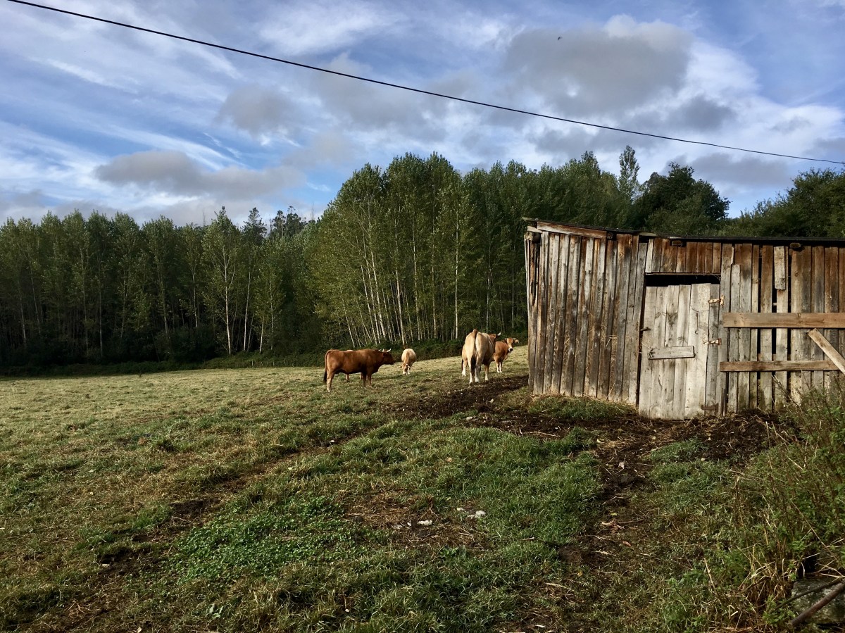 fullsizeoutput_1b388