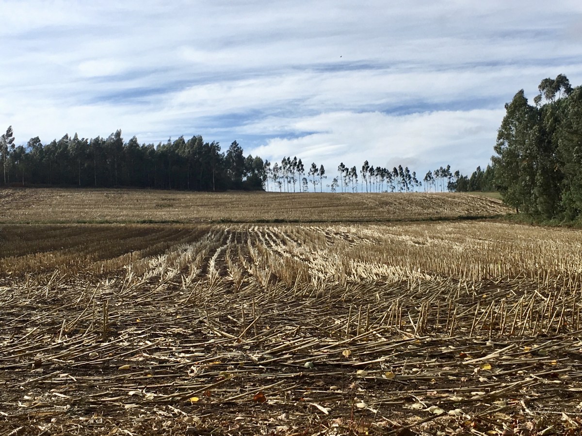 fullsizeoutput_1b395