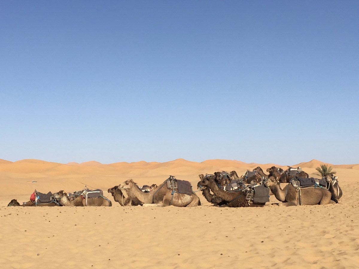 fullsizeoutput_1b599