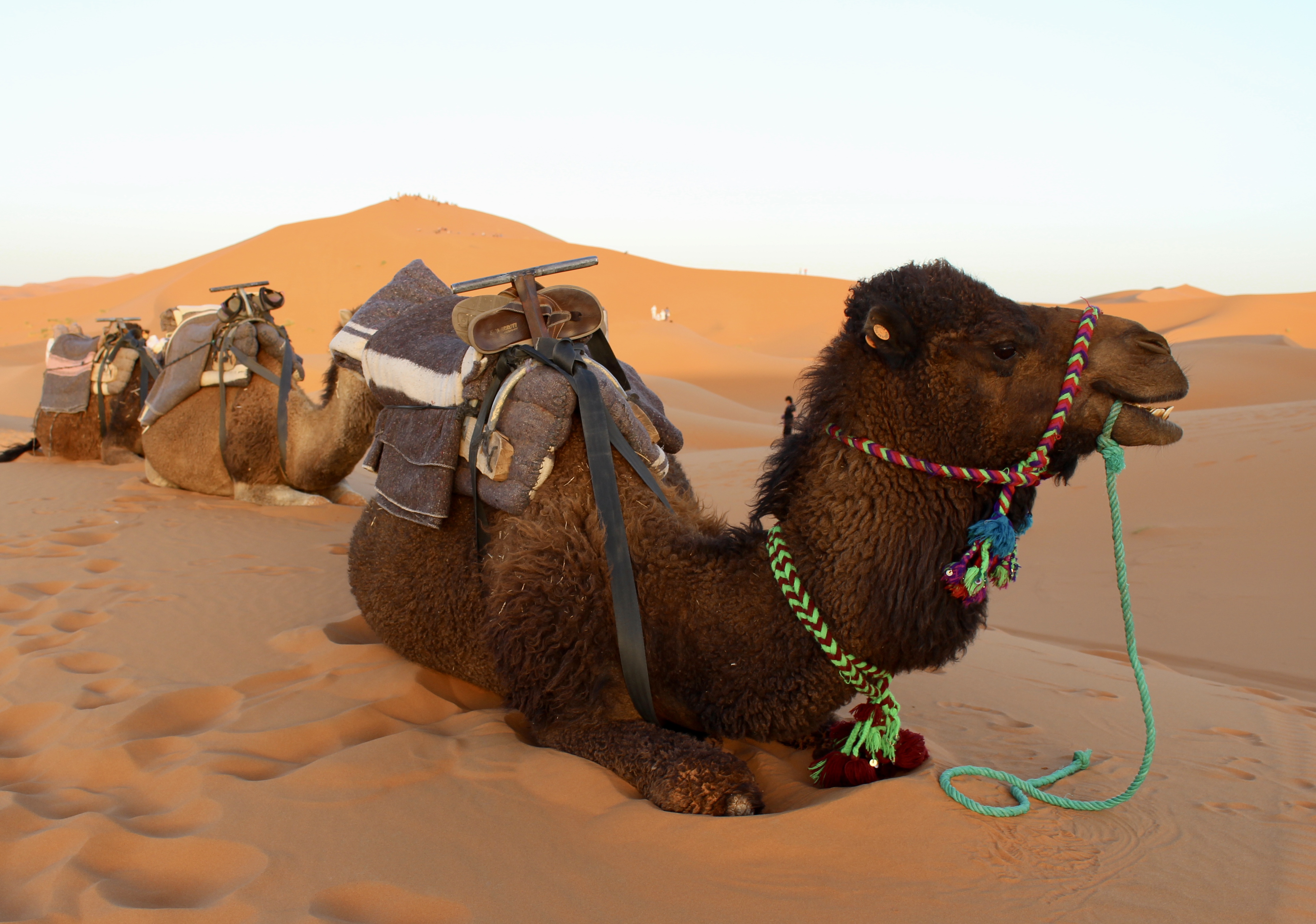 fullsizeoutput_1b5ad