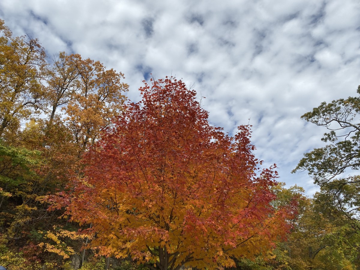 6MPW81+sS5OlGH9jcJ0qrg