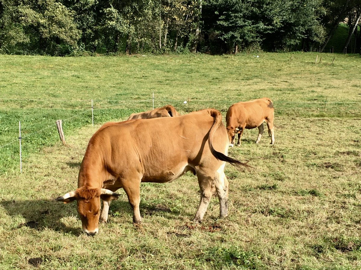 fullsizeoutput_192b9