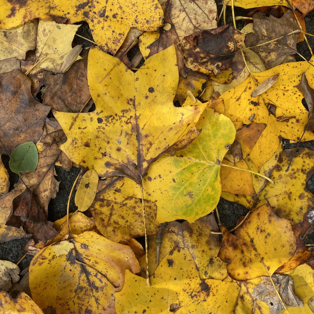 fullsizeoutput_1afdb