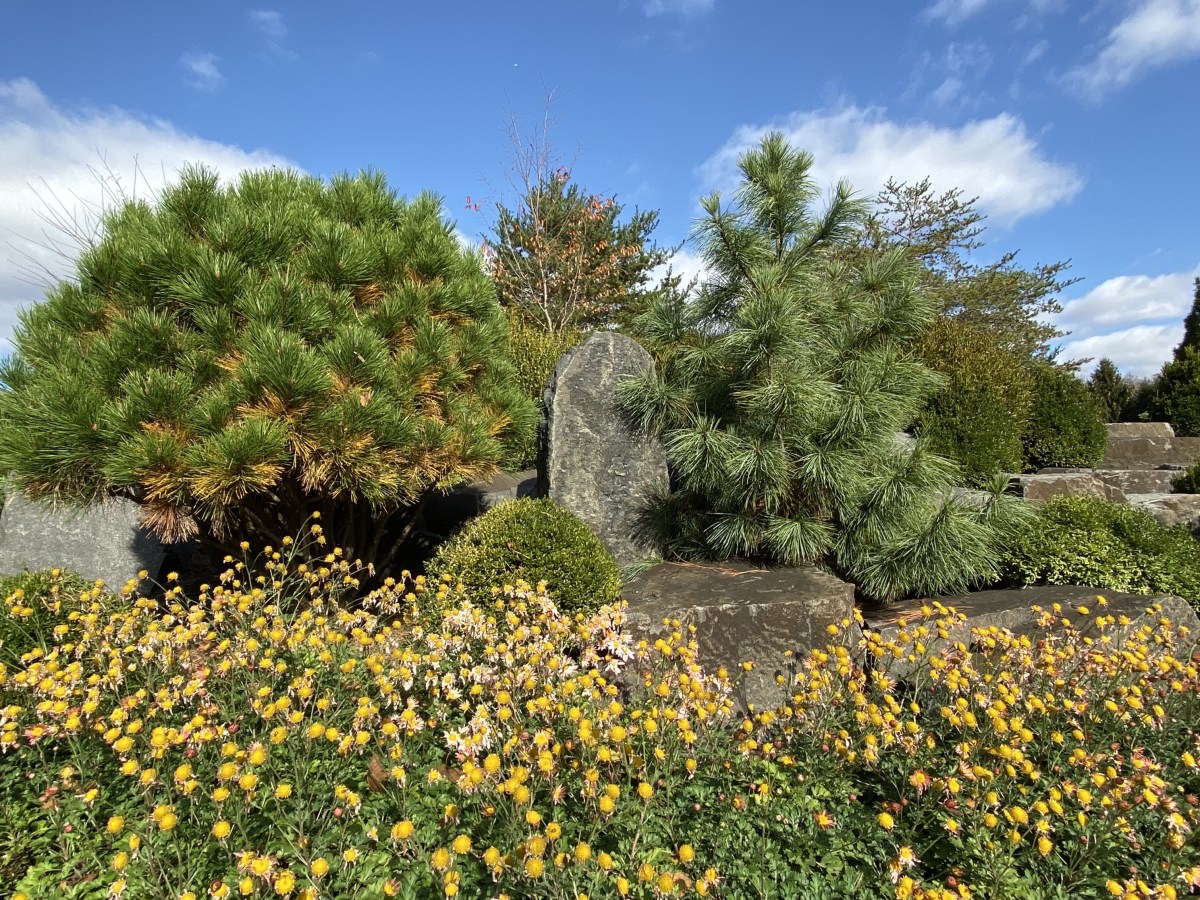 fullsizeoutput_1afdf