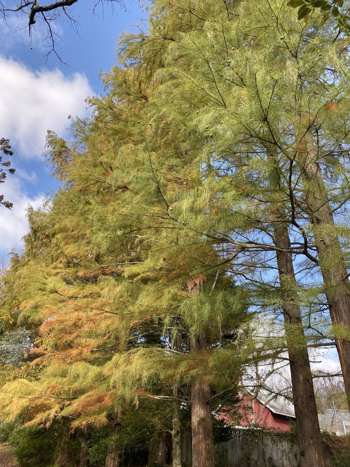 fullsizeoutput_1afe7